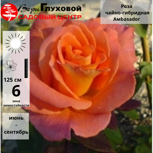 Основное изображение товара