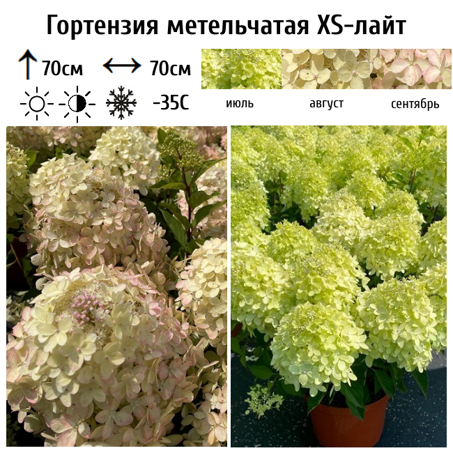 Основное изображение товара