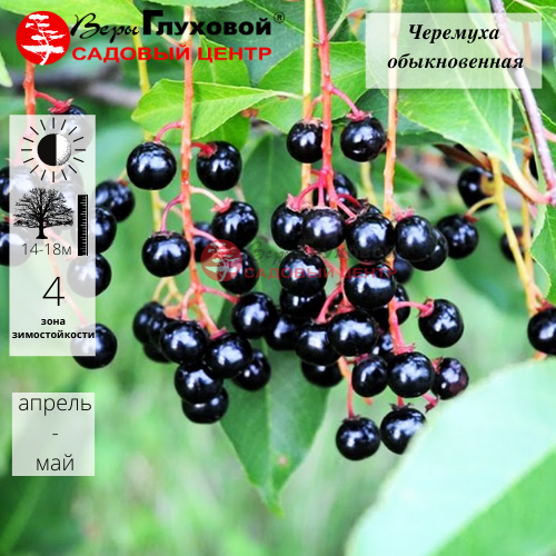 Основное изображение товара
