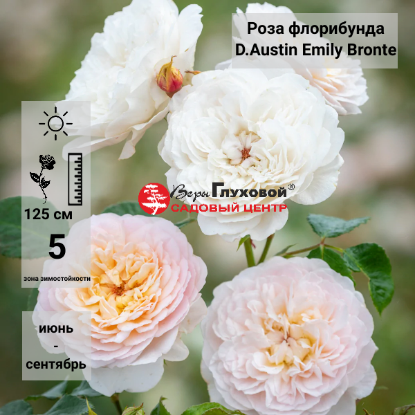 Основное изображение товара