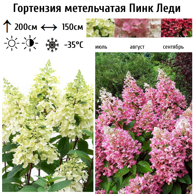 Основное изображение товара