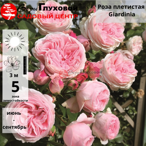 Основное изображение товара