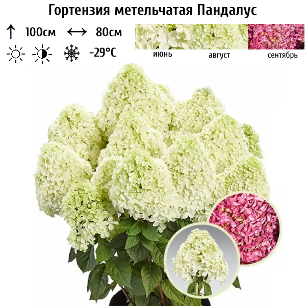 Основное изображение товара