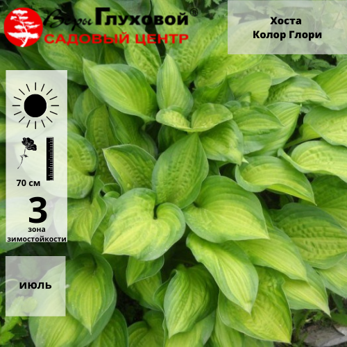 Основное изображение товара