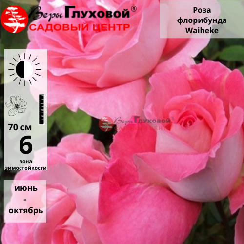Основное изображение товара