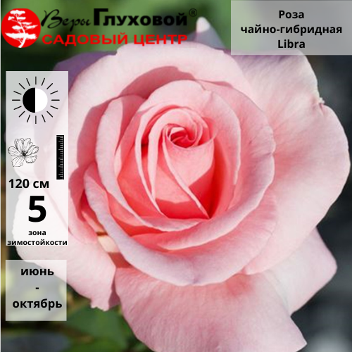 Основное изображение товара