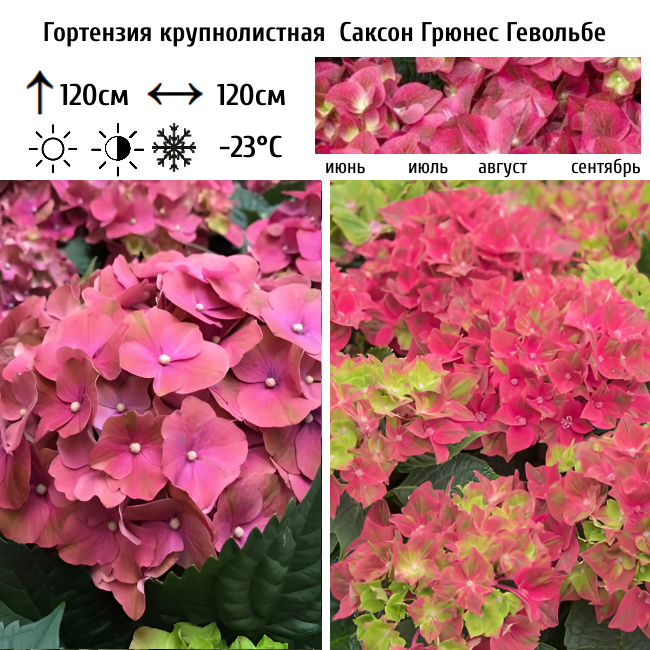 Основное изображение товара