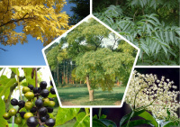 Бархат амурский