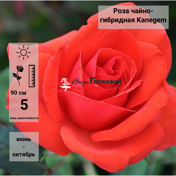 Основное изображение товара