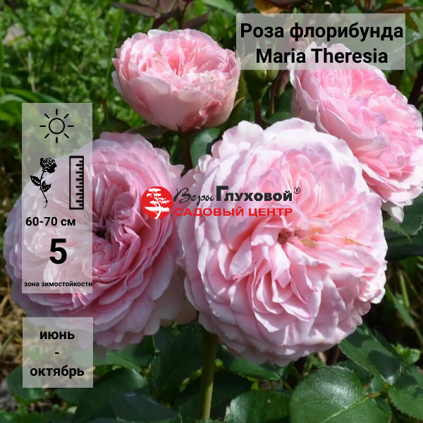 Основное изображение товара