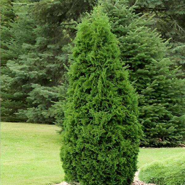 Туя западная "Пирамидалис Компакта" - Thuja occidentalis «Pyramidalis Compacta» 20-25 С3