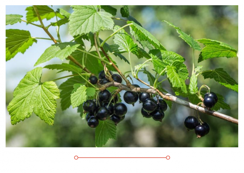 Сорта смородины доступные к оптовому заказу