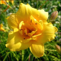 Пересадка лилейника