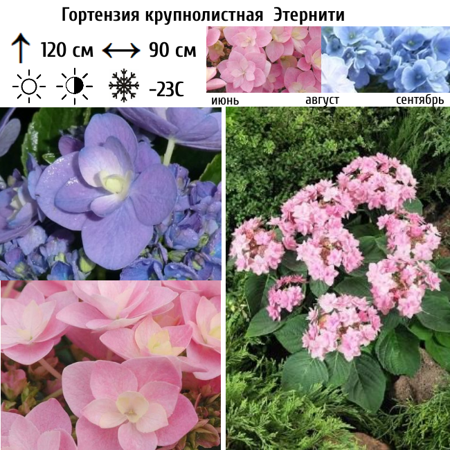Основное изображение товара