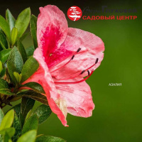 Кустарник азалия