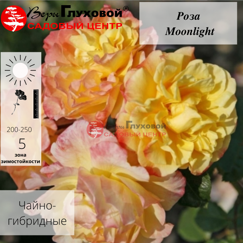 Основное изображение товара