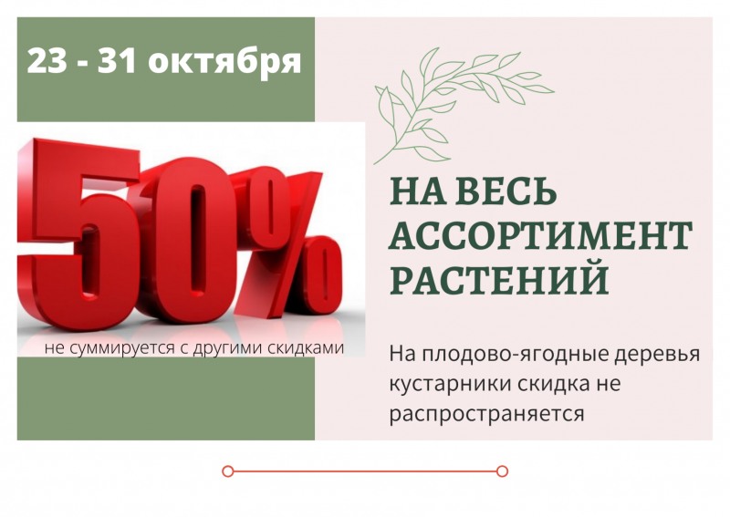 АКЦИЯ: -50% на весь ассортимент