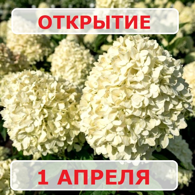 ОТКРЫТИЕ 1 АПРЕЛЯ