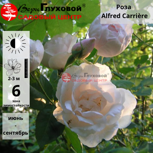Основное изображение товара