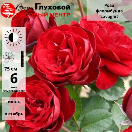 Основное изображение товара