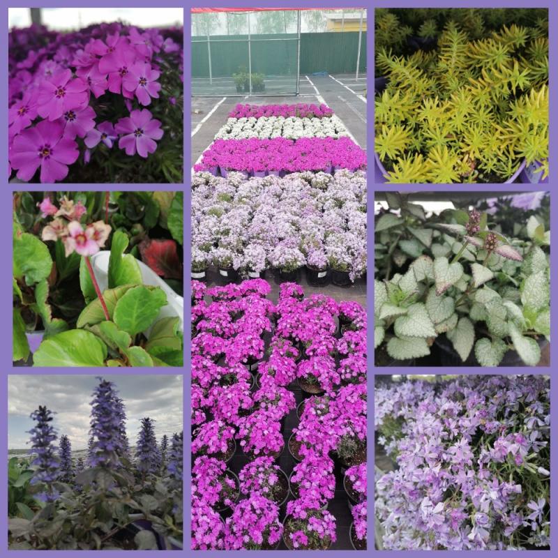 Новое поступление многолетних цветов и пряных трав