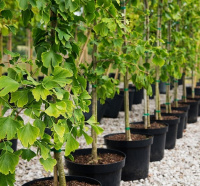 Вера Глухова в выпуске "Дачных советов" от 13 мая