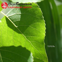 Пару слов о тополе