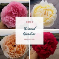 Английские розы в нашем садовом центре