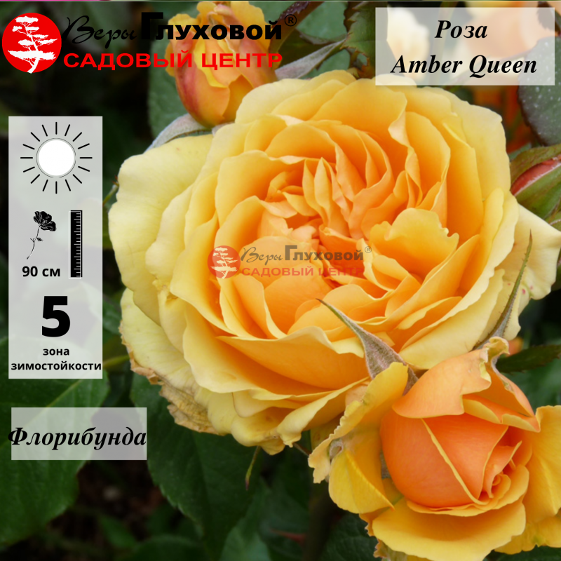 Основное изображение товара