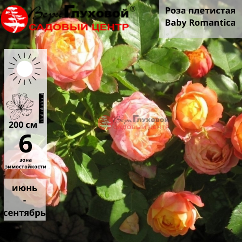 Основное изображение товара