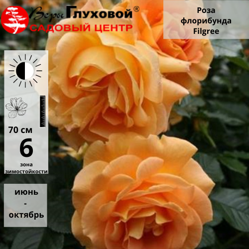 Основное изображение товара