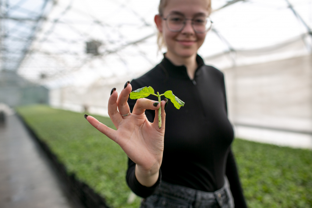 8 готовый черенок.jpg