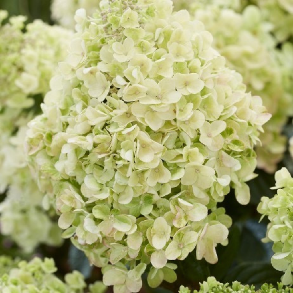 Би хеппи .png