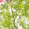 Ива желтокорая (Salix) Карадок С3 ГлХ/23