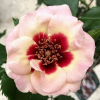 Роза миниатюрная (Rosa) Sweet Babylon Eyes С5 НАп/25