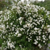 Роза Ругоза (Rosa rugosa) Альба 40-60 С5 БАл/25