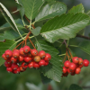 Рябина круглолистная (Sorbus aria) 125-150 С10 БАл/25