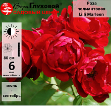 Основное изображение товара