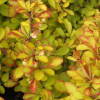 Барбарис Тунберга "Диаболикум" на фото