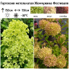 Гортензия метельчатая (Hydrangea paniculata) Жемчужина Фестиваля  С3 СП/23