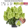Гортензия метельчатая (Hydrangea paniculata) Пантеон Р9 СП/25