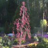 Яблоня (Malus) Роял Бьюти 200-250 С15 РСав/25