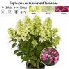 Гортензия метельчатая (Hydrangea paniculata) Панфлора Р9 СП/25