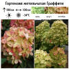 Гортензия метельчатая (Hydrangea paniculata) Граффити Р9 СП/25
