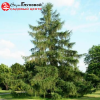 Лиственница европейская (Larix decidua)   С3 СП/24