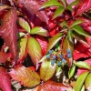 Виноград девичий (Parthenocissus quinquefolia) С3 СП/24