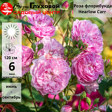 Основное изображение товара