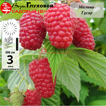 Малина Гусар (среднеранний сорт)