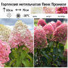 Гортензия метельчатая (Hydrangea paniculata) Пинк Промизе Р9 СП/25