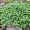 Можжевельник обыкновенный (Juniperus communis) Репанда  С3 СП/23